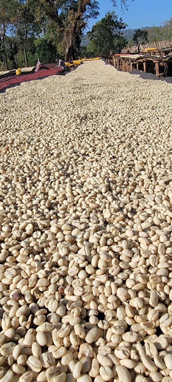 Coffee processing