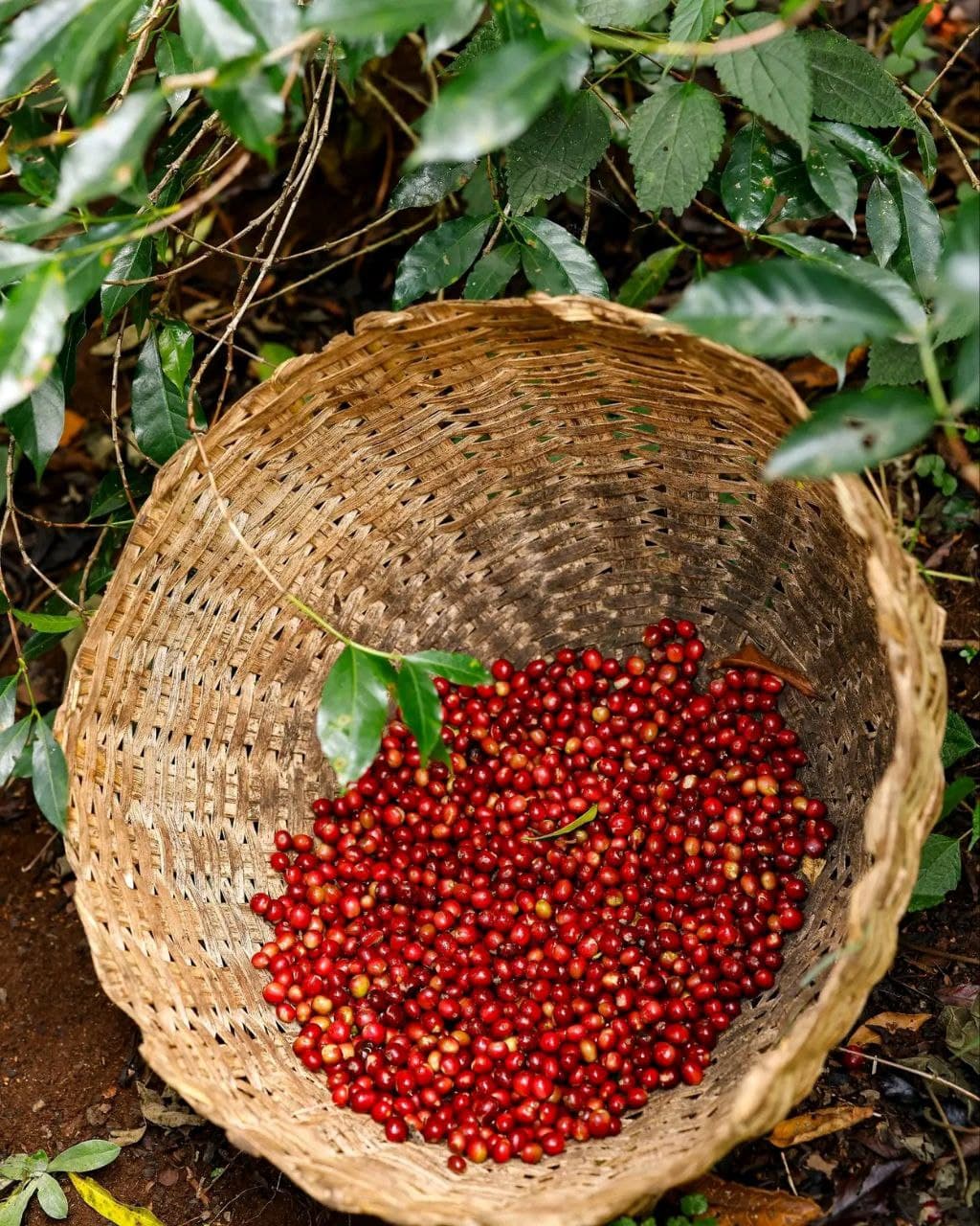 Freshly roasted Ethiopian coffee beans in cooling tray