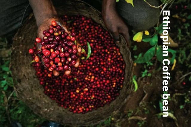 Ethiopian coffee cherries