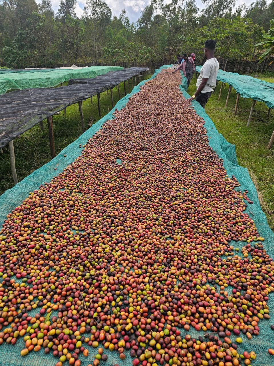 Ethiopian Coffee