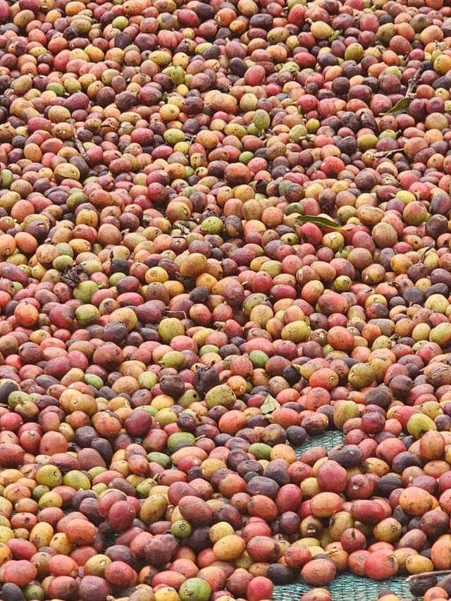 Ethiopian coffee landscape