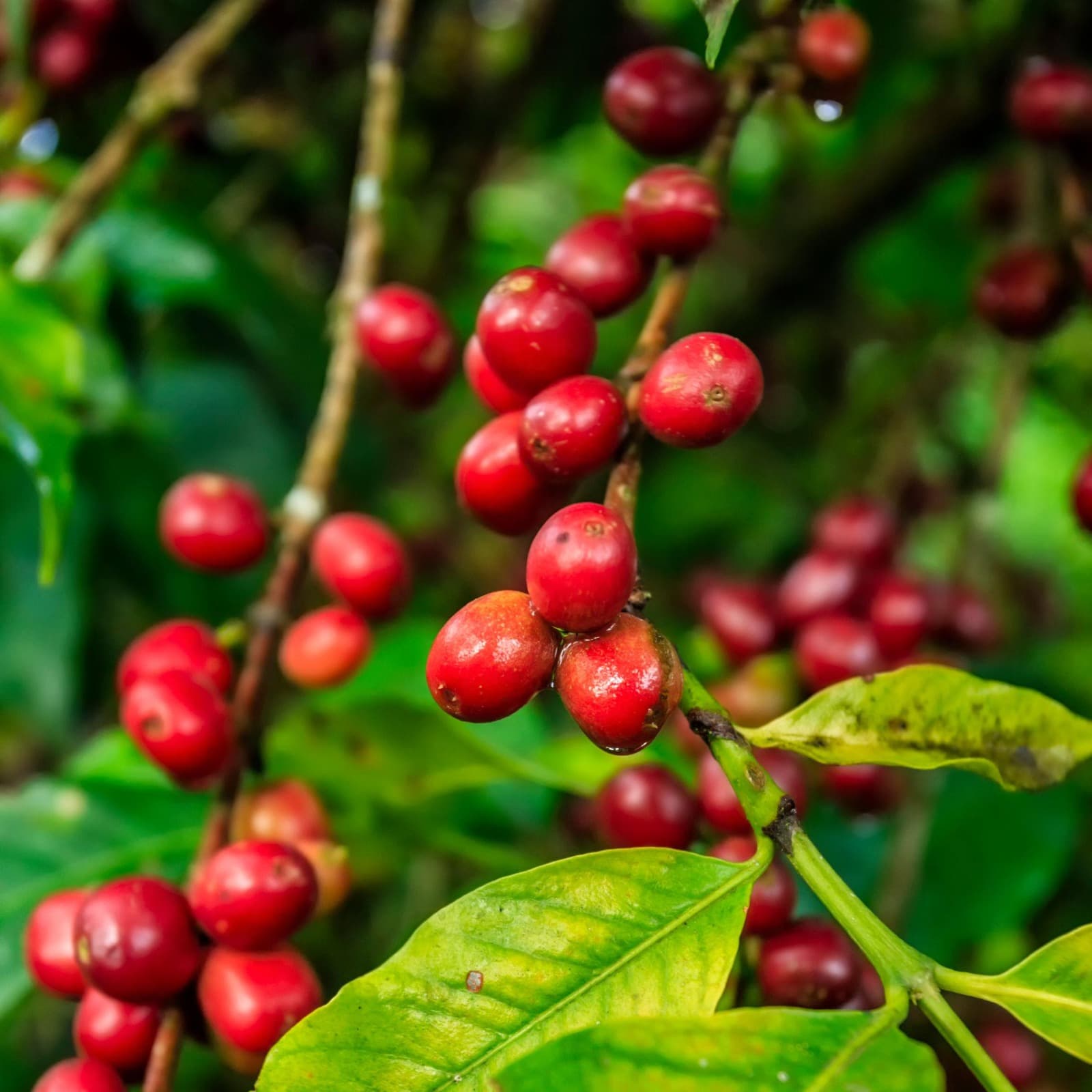 Limmu Coffee