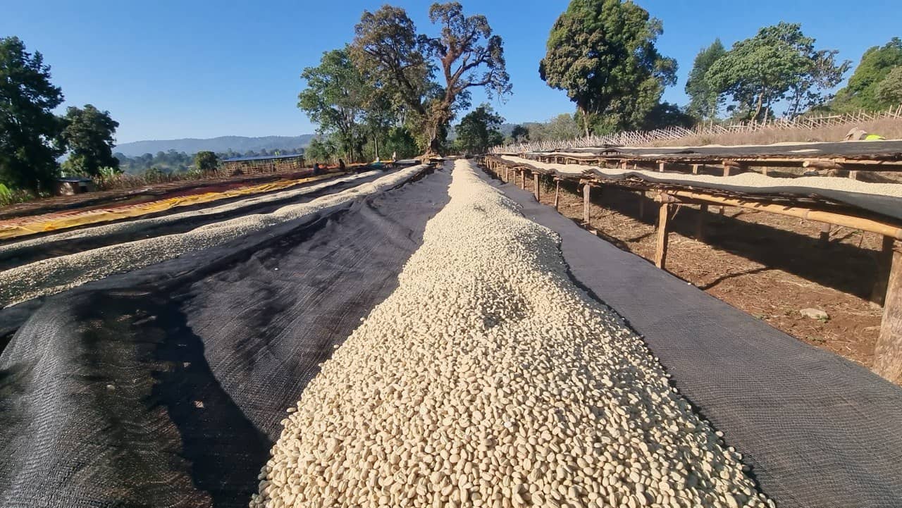 Ethiopian Coffee